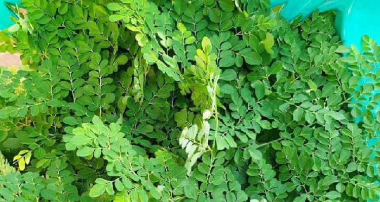 Beragam Manfaat Daun Kelor Bagi Kesehatan Detik Merdeka SZ9RxevjEg