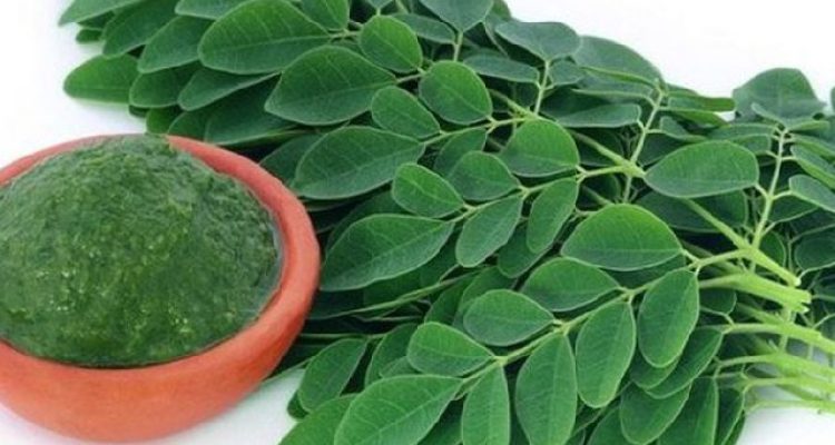 Mengenal Berbagai Manfaat Kelor Detik Merdeka G5xnbSBisy