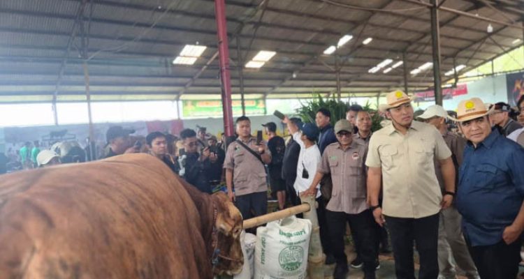 Ketua MPR RI, Ahmad Muzani (kanan) dan Wakil Menteri Pertanian, Sudaryono (kiri) hadir pada acara kontes sapi APPSI Wonosobo.