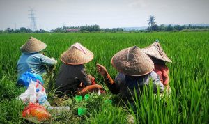 Petani di sawah