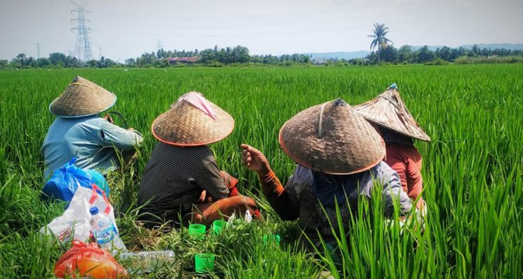Petani di sawah