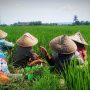 Petani di sawah