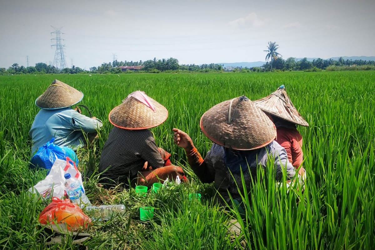 Petani di sawah