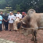 Presiden Prabowo membagikan puluhan sapi kurban ke warga Babakan Madang, Bogor (Foto: Detik)