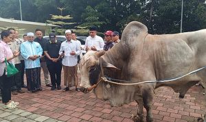 Presiden Prabowo membagikan puluhan sapi kurban ke warga Babakan Madang, Bogor (Foto: Detik)
