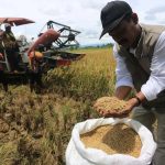 Penyerapan beras bulog tembus 3,17 juta ton