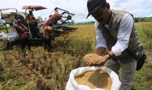 Penyerapan beras bulog tembus 3,17 juta ton