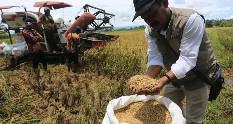 Sarapan Gabah Petani Penyerapan beras bulog tembus 3,17 juta ton