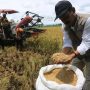 Penyerapan beras bulog tembus 3,17 juta ton