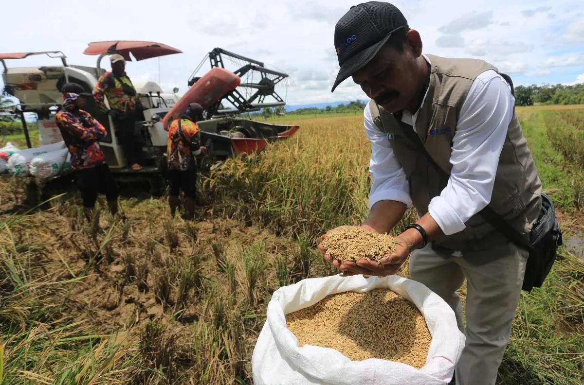 Penyerapan beras bulog tembus 3,17 juta ton