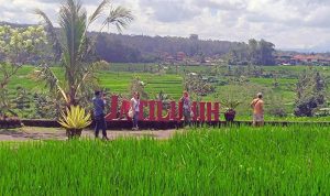 Wisatawan saat berfoto di papan Jatiluwih kawasan Subak Jatiluwih, Tabanan, Bali Wisatawan saat berfoto di papan Jatiluwih kawasan Subak Jatiluwih, Tabanan, Bali. (Foto: Antara)