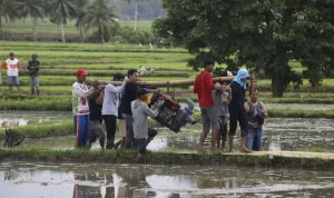 Petani menggotong pompa air menuju areal persawahan sebagai upaya menjaga ketersediaan air irigasi, mempertahankan produktivitas padi, dan memitigasi dampak kekeringan selama musim kemarau.