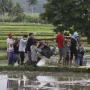 Petani menggotong pompa air menuju areal persawahan sebagai upaya menjaga ketersediaan air irigasi, mempertahankan produktivitas padi, dan memitigasi dampak kekeringan selama musim kemarau.