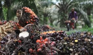 Harga sawit di kaltim naik capai Rp 3.604 per kilogram