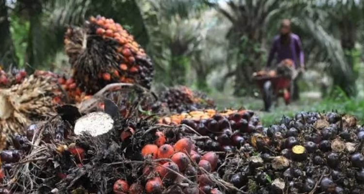 Harga sawit di kaltim naik capai Rp 3.604 per kilogram
