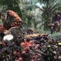Harga sawit di kaltim naik capai Rp 3.604 per kilogram