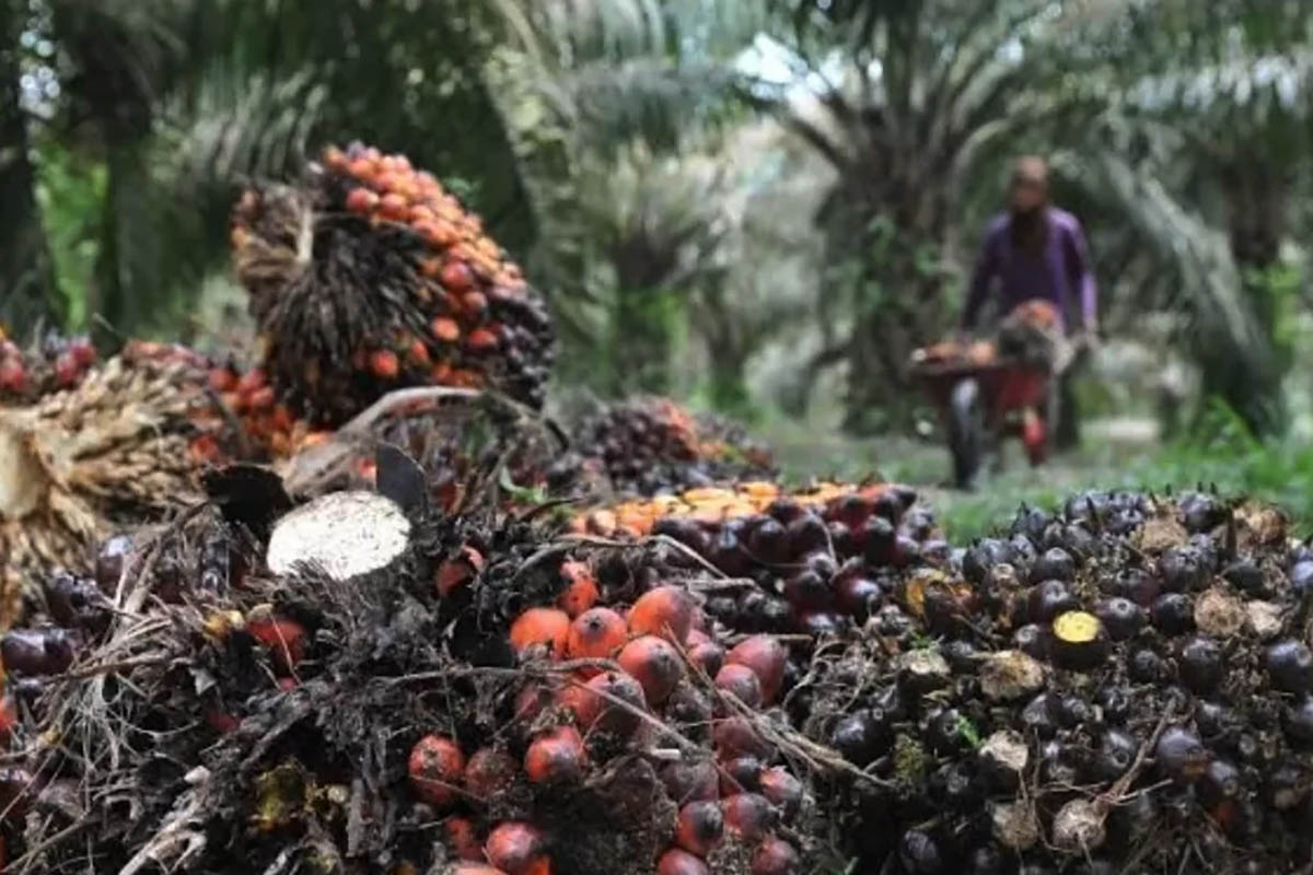Harga sawit di kaltim naik capai Rp 3.604 per kilogram
