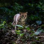 Ilustrasi kucing macan (tiger cat). (Foto: Shutterstock).