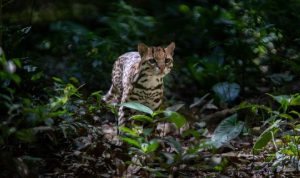 Ilustrasi kucing macan (tiger cat). (Foto: Shutterstock).