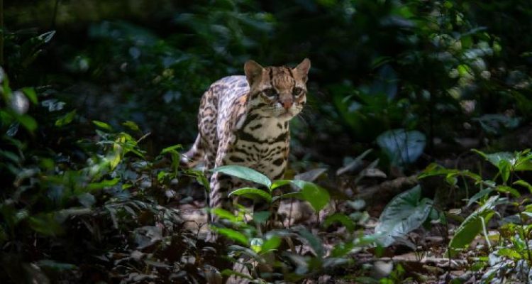 Ilustrasi kucing macan (tiger cat). (Foto: Shutterstock).