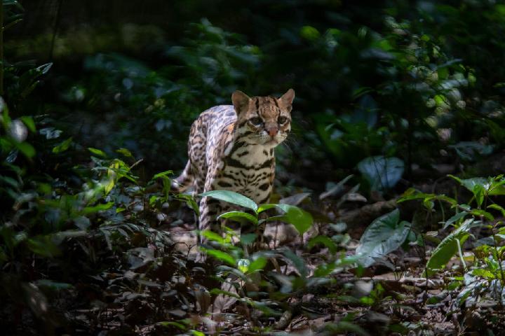 Ilustrasi kucing macan (tiger cat). (Foto: Shutterstock).
